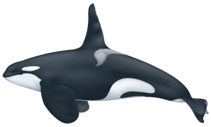 Killer whale PNG-71269